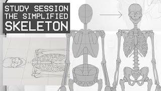 The Simplified Skeleton (Front View) - (Study Session)