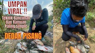 VIRAL UMPAN | Bancuhan Mudah Dedak Pisang untuk Ikan Sisik (Lampam, Rohu, Liko, Tongsan, Jelawat)