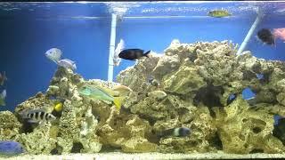 125 gallon African cichlid growout tank with 150 pounds of dead coral rock