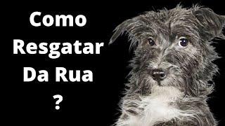 [Passo A Passo] De Como Resgatar Cachorro Da Rua