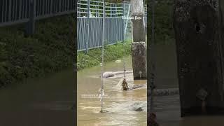 Giant snake in the flood in southern Thailand