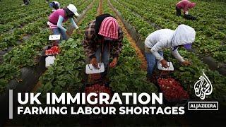 UK immigration: Severe labour shortage in farming industry