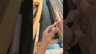 mancing ikan reddepil  part#2 langsung strek #doypising #mancing