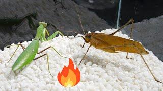 Praying mantis VS super grasshopper, two big battles!