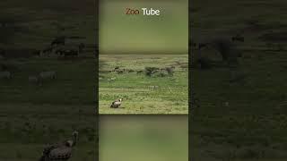 Natural animal plot #pet #animallife #zootube