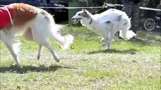 Sighthounds in slow motion