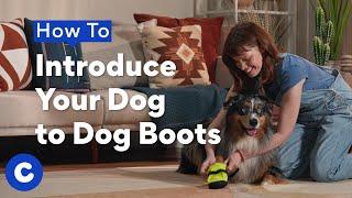 How to Introduce Your Dog to Dog Boots | Chewtorials