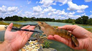 Adding 5,000 Prawns to Our New Pond!