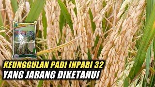 KEUNGGULAN PADI INPARI 32 YANG JARANG DIKETAHUI