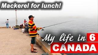 Mackerel for lunch! Terence Bay. N.S. Canada