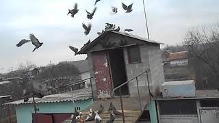 Кировоградские голуби Украина Кривой Рог. Мопр. Власенко Олег. Pigeons. +38(096)500-56-13 моб.