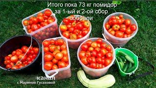 В ГОСТЯХ  на нашем ОГОРОДЕ АВГУСТ ВОЛГОГРАДСКАЯ ОБЛАСТЬ / Огород с Мариной Гусаковой Архив 2019 года