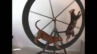 Bengal Cat Fighting for the Exercise Wheel