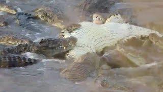 Giant crocodiles hunt and feed on wildebeest