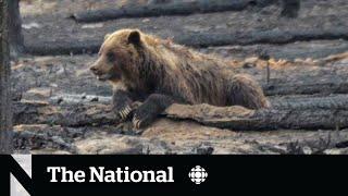 Wildlife begins returning to Jasper as wildfire cleanup continues