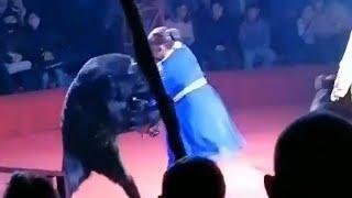 Жесть! Медведь напал на женщину-ассистентку в цирке в г. Орёл