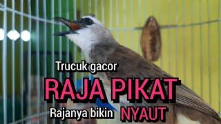 KICAU SUARA trucukan gacor RAJA PIKAT ini RAJANYA BIKIN NYAUT trucuk lain