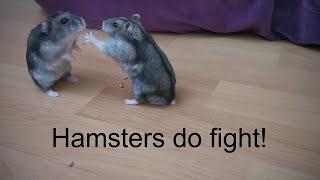 Hamsters do Fight