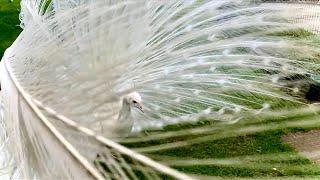 RARE CLOSEUP BEAUTIFUL WHITE PEACOCK OPENS FEATHERS FULL DISPLAY | INCLUDES SLOW MOTION