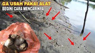 Cara mencari kerang dara di pinggir pantai berlumpur