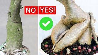 12 SECRET Adenium HACKS! 99.2% do No. 5 the WRONG way