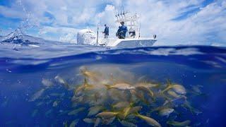 Why These Fish Won’t Stop Populating | Epic Offshore Fishing Frenzy