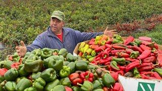 A VEGETABLE FARMERS AMAZING 2021 FROM PLANTING TO HARVEST