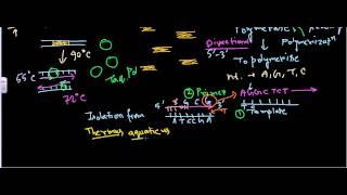 Taq Polymerase