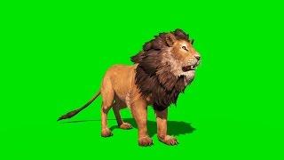 Green Screen Ferocious Lion Runs Attacks and Roars - Footage PixelBoom