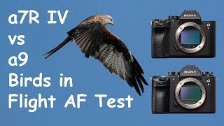 Sony a7R IV vs a9 Birds in Flight Autofocus Comparison