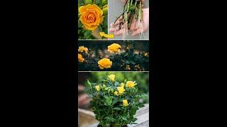 How to Propagating Roses by Sand, Growing Roses From Cuttings Fast and Easy