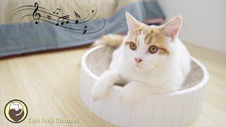 Relaxing Music for Anxious Cats (with cat purring sounds)