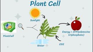 Kids animation on Plant Cell #kidslearning #sciencefacts #plantcell