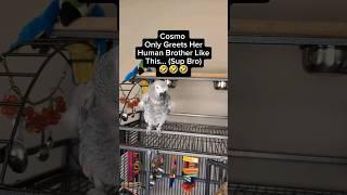 Bird Only Greets Her Human Brother Like This... ️ #animals #pets #birds #cute #funny #parrot #fun