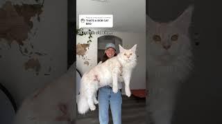 worlds biggest cat #shorts #cat #youtubeshorts