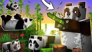 Everything You Need To Know About PANDAS In Minecraft!