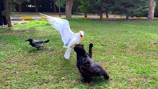 Cat fights with seagulls and crows to eat