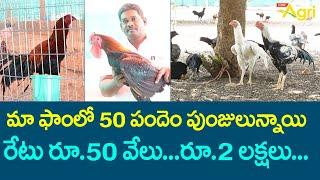 Jathi Kodi Punjulu Farming | మా ఫాంలో 50పందెం పుంజులున్నాయి రేటు రూ.50వేలు.. రూ.2లక్షలు..! Tone Agri