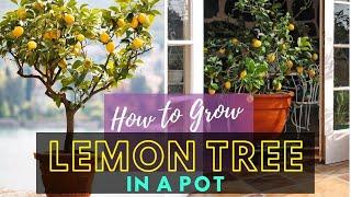 How to Grow Lemon Tree in a Pot | Care and Growing Lemon Tree
