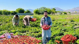 Afghanistan Strawberry | Nangarhar 2024 | افغان ځمکني توت