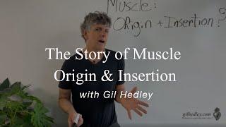 The Story of Muscle Origin & Insertion (Part 1): Learn Integral Anatomy with Gil Hedley