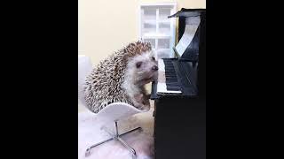 Piano boy #hedgehog