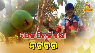 Former RSP Empolyee Natabar Biswal Doing Guava Farming Engaging 10 Others In Bhadrak