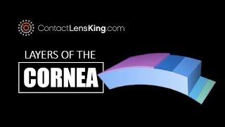 The Layers of the Cornea | How Does the Cornea Work or Function