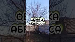 Обрезка Абрикоса