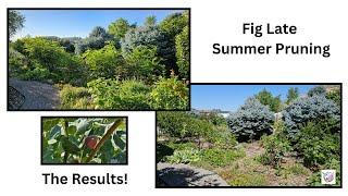 Can Late Summer Pruning Help Figs in Cooler Climates