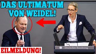 Das Ultimatum von Weidel!...Scholz weinte wie verrückt...