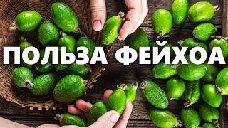 Полезные свойства фейхоа для организма | Как правильно есть фейхоа