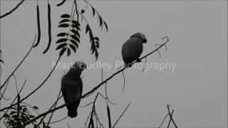 Wild African Grey Parrots Evening Calls