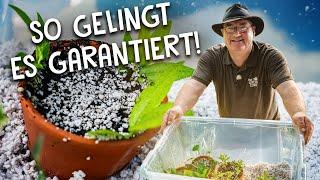 Pflanzen über Stecklinge vermehren ️ - mit diesem Equipment wirst du erfolgreich sein!